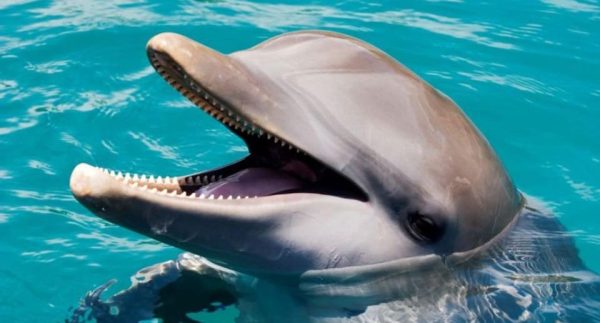 Dolphin Encounter for Dominican Residents