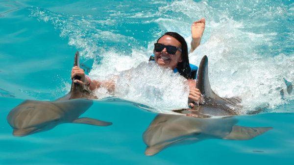 Punta Cana: Dolphin Discovery Swims and Encounters