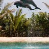 Dolphin Encounter at Ocean World, Puerto Plata - Image 6