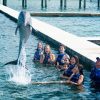 Swim with Dolphins in Punta Cana - Image 5