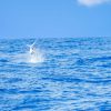 From Punta Cana: Deep Sea Fishing Tour by Boat with Drinks - Image 6