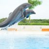 Punta Cana: Swim with Dolphins in the Pool - Image 6