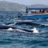 Samana: Guided Day Trip with Buffet Lunch and Whale Watching - Image 6