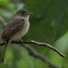 Los Haitises: Sunrise or Sunset wildlife focus - Image 11