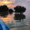 Los Haitises: Sunrise or Sunset wildlife focus - Image 6