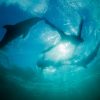 Punta Cana: Dolphin Explorer Swims and Interactions - Image 6