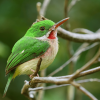 Sabana de la Mar: Private Los Haitises Hike and Kayak - Image 3