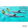 Punta Cana: Dolphin Explorer Swims and Encounters - Image 4