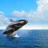 Whale Watching Tour in Samana - Image 2