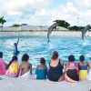 Punta Cana: Dolphin Discovery Swims and Encounters - Image 7