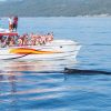 Samana: Bay of Samana Whale Watching Experience - Image 6