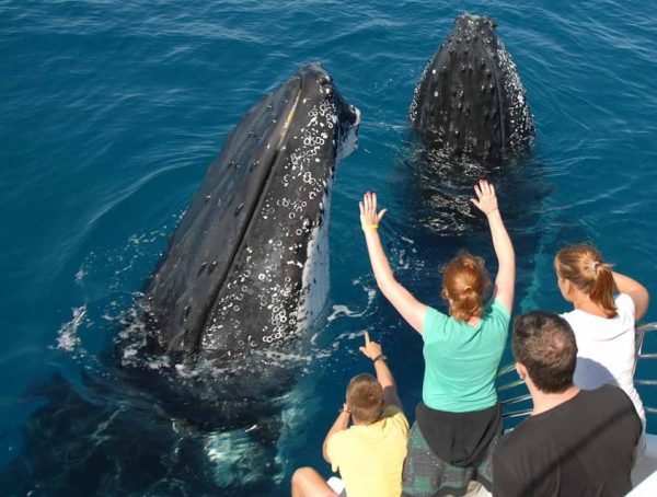 Samana: Half Day Whale Watching Humpback Whale Watching