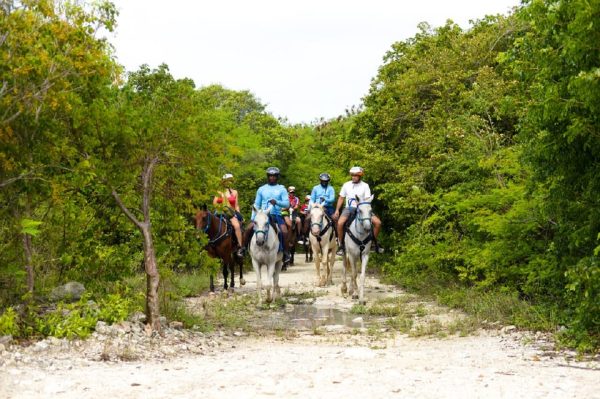 Swim Horse fom Punta Cana