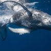 From Punta Canta: Whale Watching Cruise with Cayo Levantado - Image 9