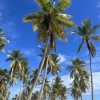 Saona Island: Beach & Natural Pool Small-Group Tour w/ Lunch - Image 15