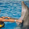 Punta Cana: Swim with Dolphins in the Pool - Image 7