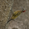 Los Haitises: Sunrise or Sunset wildlife focus - Image 7