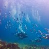 Catalina Island Scuba Diving Tour from Punta Cana - Image 7