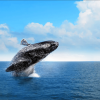 Samana: Whale Watching and Cayo Levantado Full Day Tour - Image 2