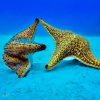 Saona Island From Punta Cana - Image 7