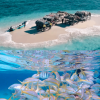 Cayo Arena: Paradise Island and Mangroves Tour - Image 6