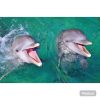 Punta Cana: Dolphin Explorer Swims and Encounters - Image 5