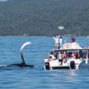 Samana: Bay of Samana Whale Watching Experience - Image 7