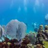 Catalina Island Scuba Diving Tour from Punta Cana - Image 8