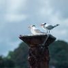 Sabana de la Mar: Los Haitises Guided Hike and Kayaking - Image 8