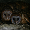 Los Haitises Night Hike In The Rainforest - Image 10