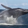 Samana: Bay of Samana Whale Watching Experience - Image 2