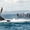 From Punta Cana: Samana Cayo Levantado / Whales - Image 2