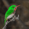 Los Haitises: Sunrise or Sunset wildlife focus - Image 2