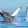 Samana: Guided Day Trip with Buffet Lunch and Whale Watching - Image 2