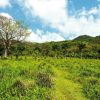 Punta Cana: Anamaya Mountains Walking Tour with Tasting - Image 2