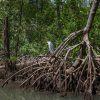 Sabana de la Mar: Los Haitises Guided Hike and Kayaking - Image 9