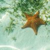 Saona Island: 6 Hour Private Tour with Snorkeling - Image 8