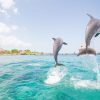 Punta Cana: Dolphin Explorer Swims and Interactions - Image 9