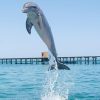 Punta Cana Dolphin Swim Adventure: 40-min Dolphin Experience - Image 9