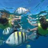 Puerto Plata: Catamaran Snorkeling Trip with Buffet - Image 9