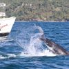 Samana: Whale Watching and Cayo Levantado Full Day Tour - Image 8