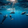 Punta Cana: Dolphin Explorer Swims and Interactions - Image 10