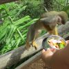 Punta Cana: Ziplines Adventures & Monkeyland Entry - Image 2