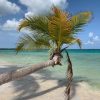 All Inclusive Saona Island Experience from Punta Cana - Image 2