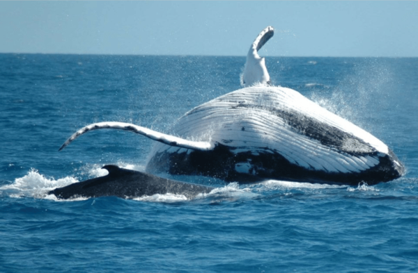 From Punta Cana: Sanctuary Whale Watching Day Trip