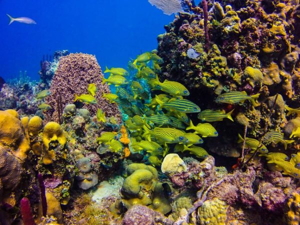 Punta Cana: Full-Day Snorkeling Tour to Catalina Island