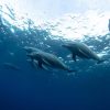 Punta Cana: Dolphin Explorer Swims and Interactions - Image 2