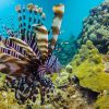 Catalina Island Scuba Diving Tour from Punta Cana - Image 11