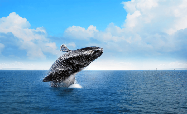 Samana: Whale Watching and Cayo Levantado Full Day Tour