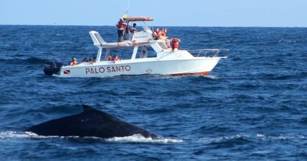 Whale Watching Tour in Samana